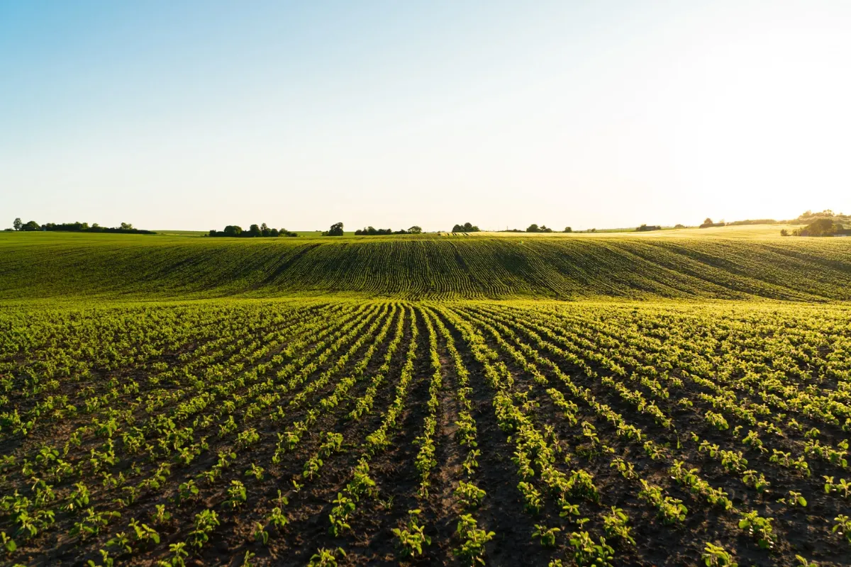 Governo autoriza bancos a prorrogar crédito rural para agricultores no Rio Grande do Sul